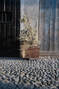 Vaso con pianta tra porte antiche in legno, scattato con Sistema Retropia per evidenziare lo sfocato vintage e la resa del ciottolato.